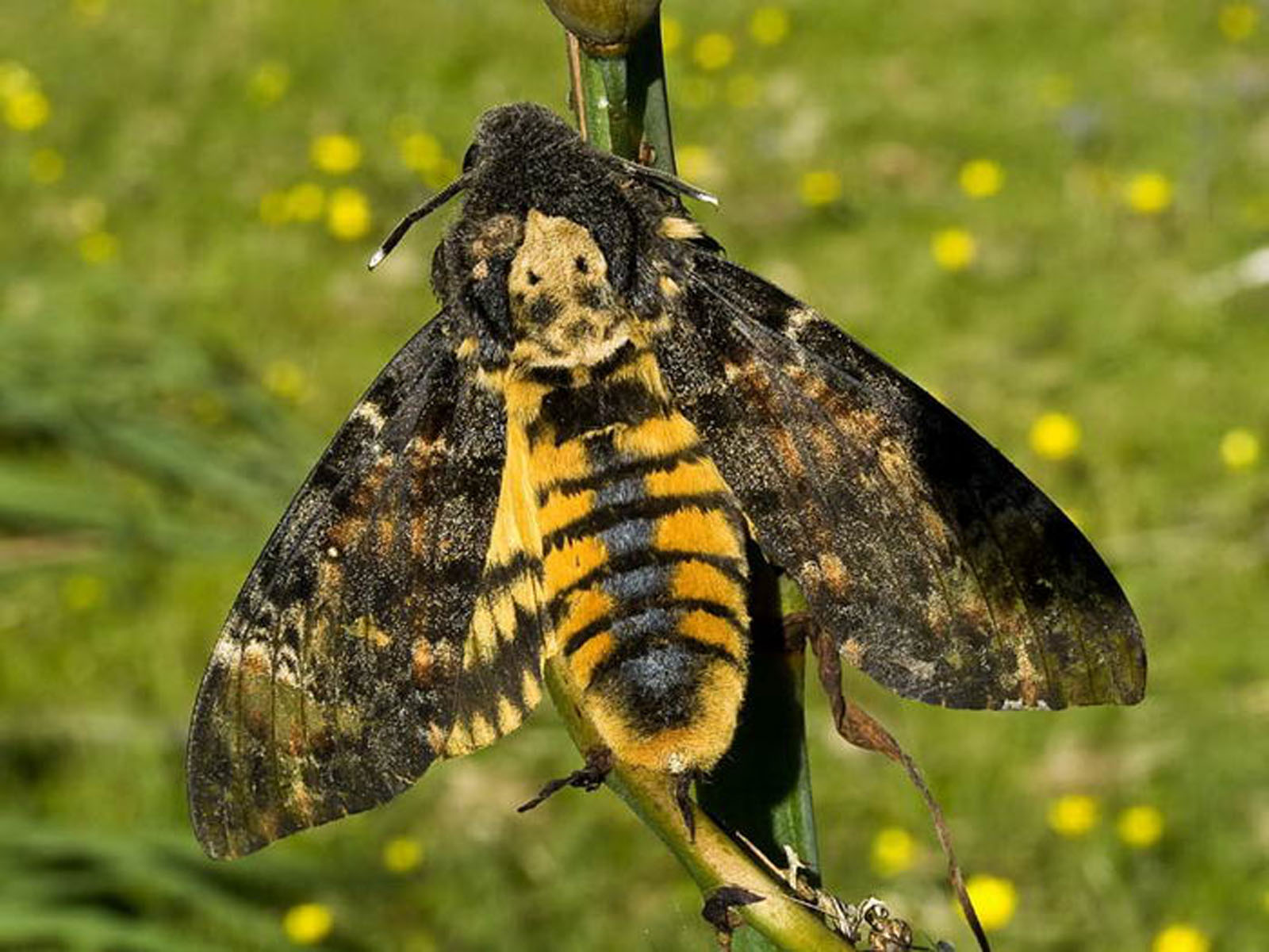 (Українська) Повелитель бджіл, або метелик з «логотипом» смерті